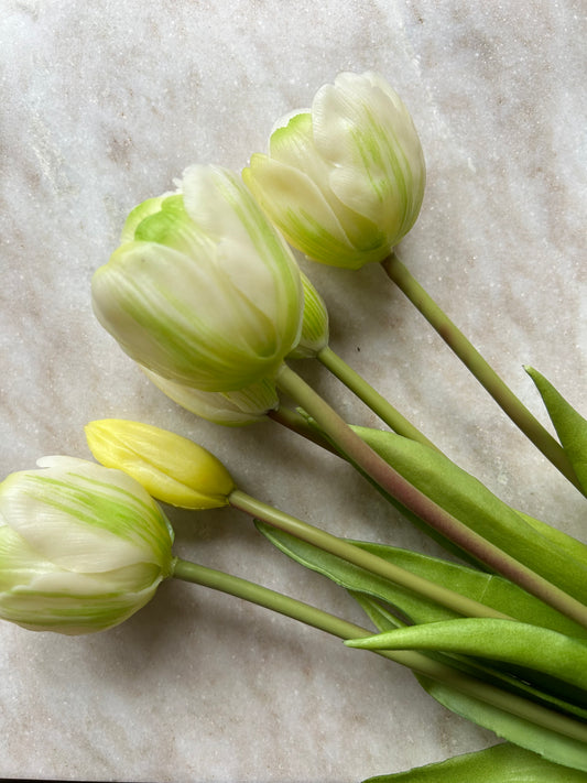 Tulpen Groot Wit