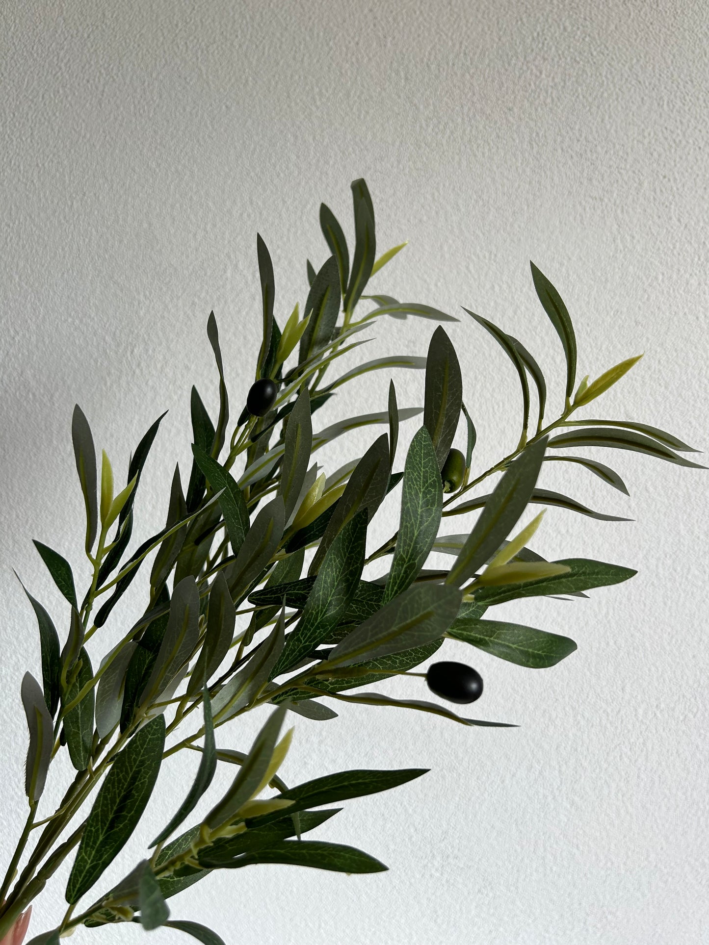 Olive Tak