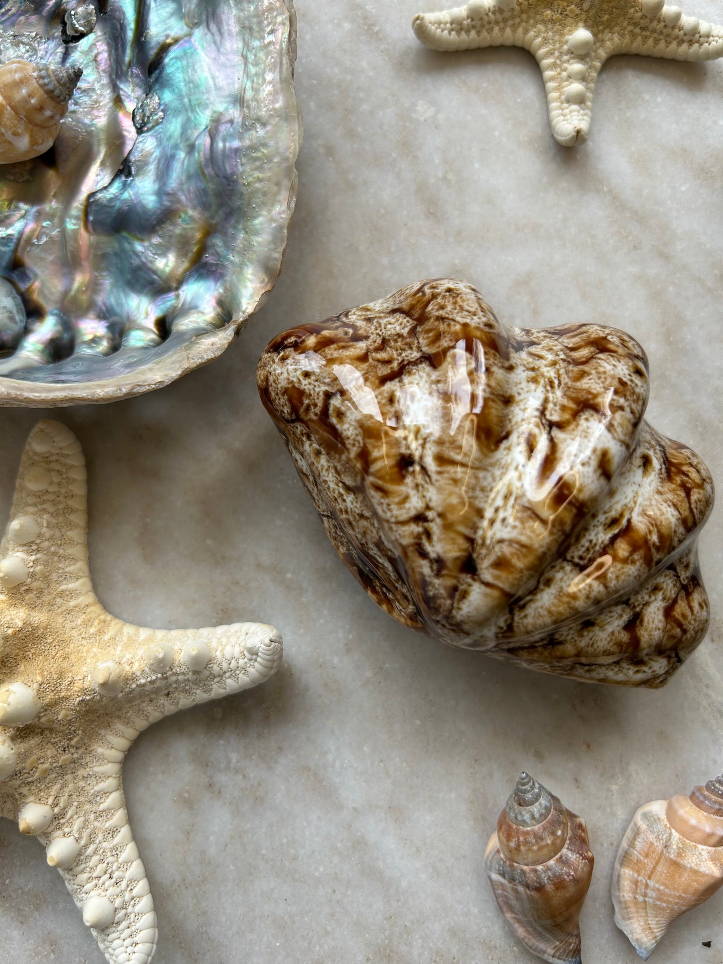 Schelp Ornament