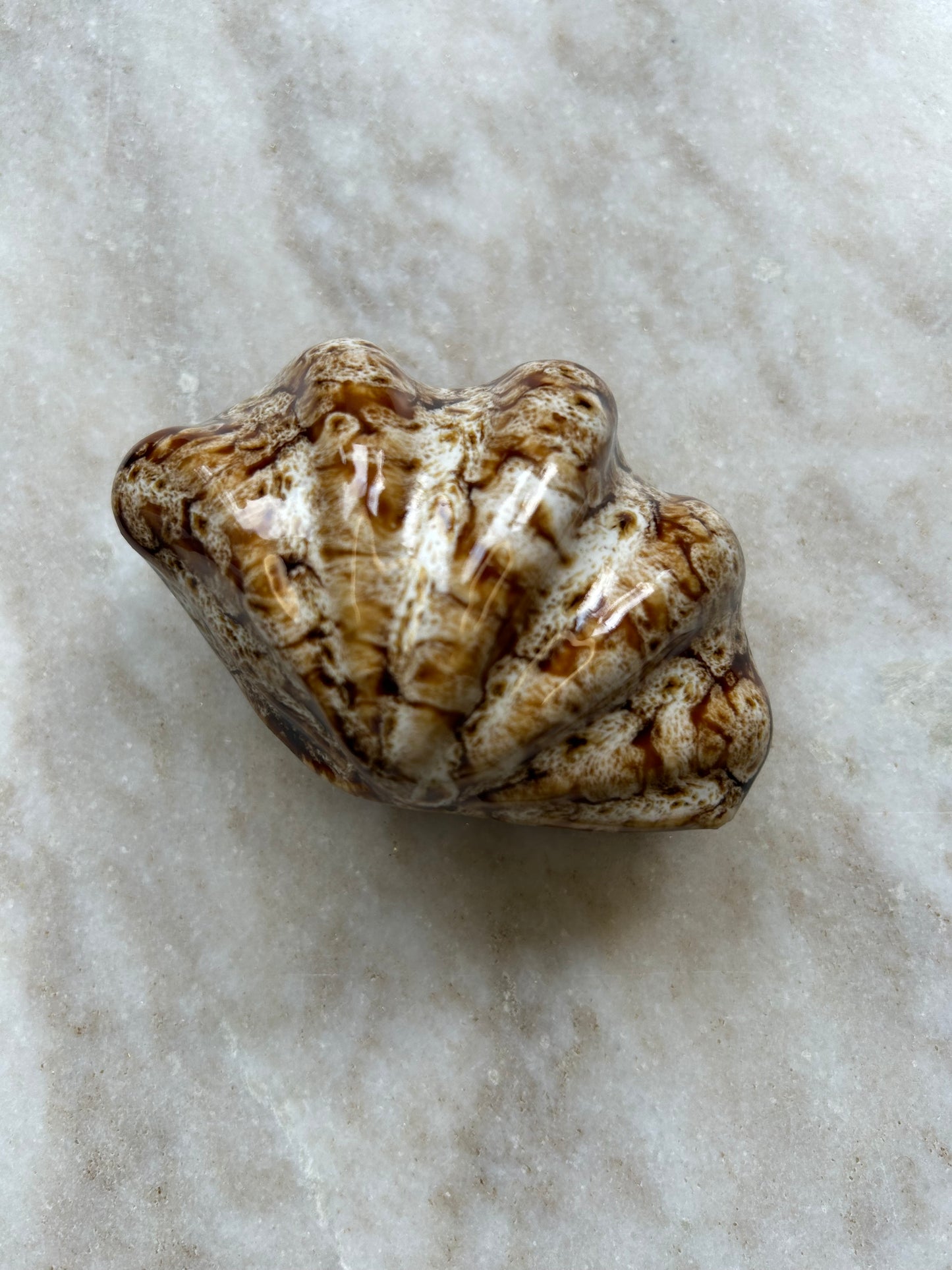 Schelp Ornament