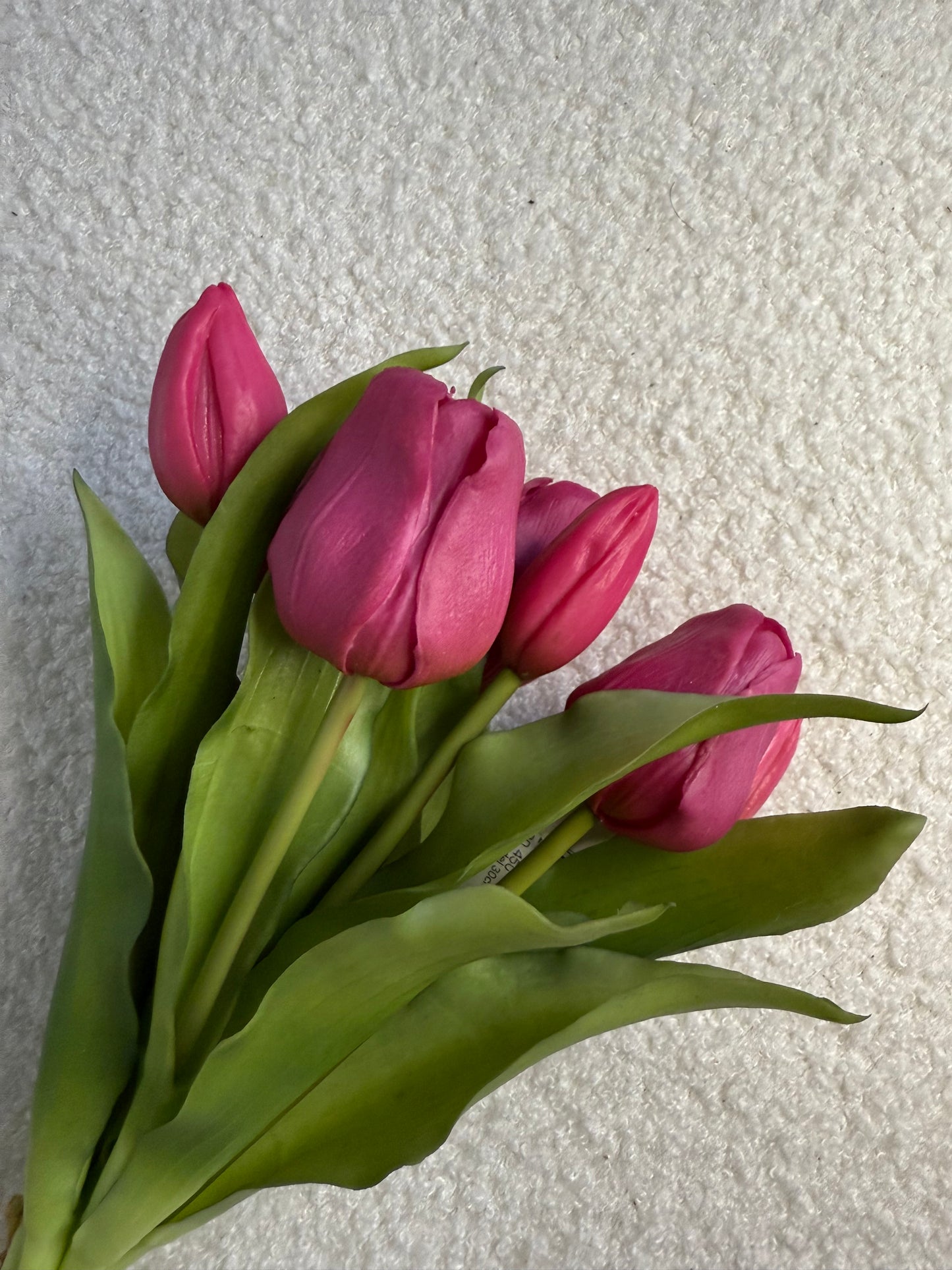 Tulpen fuchsia pink