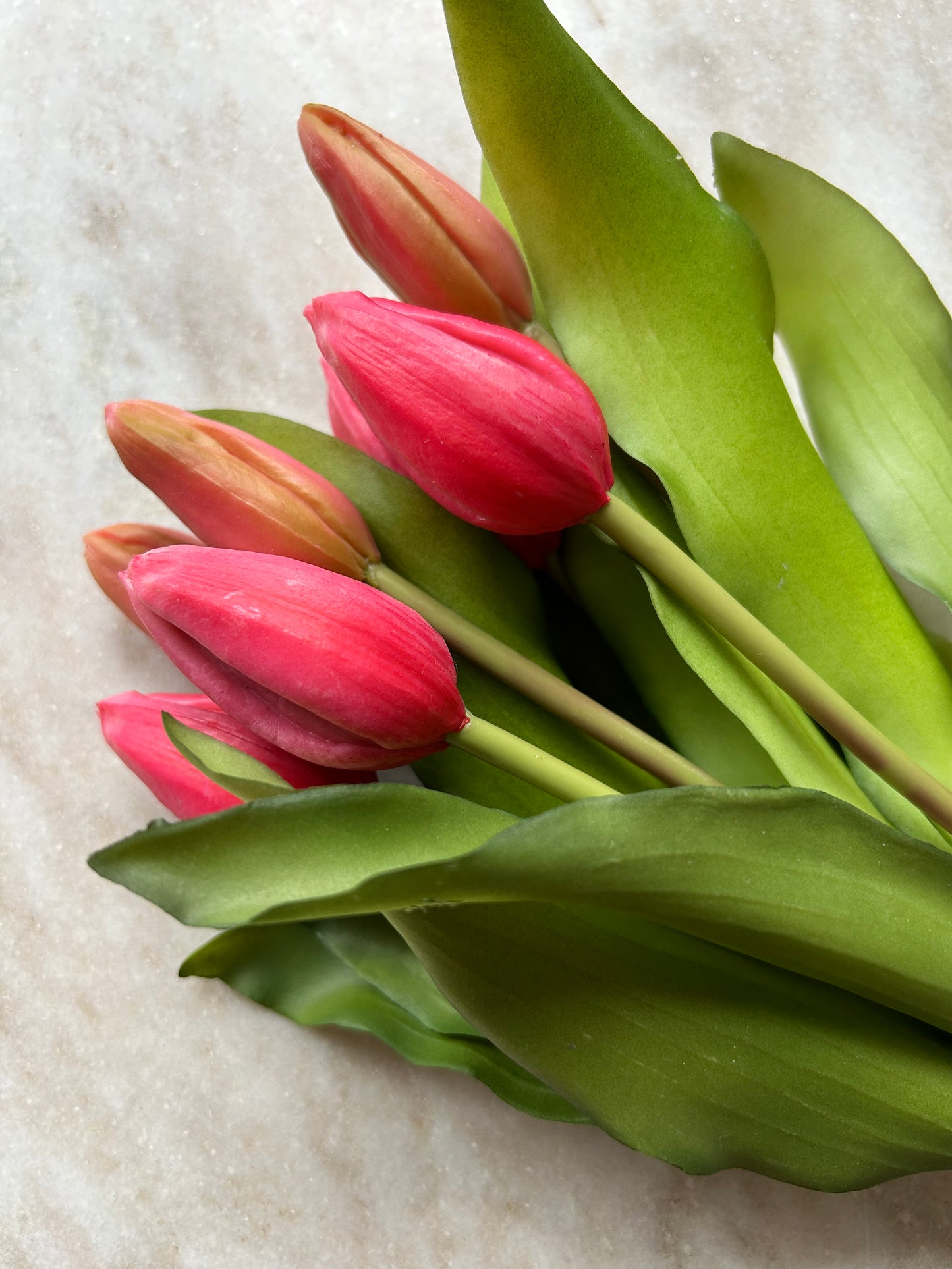 Tulpen Medium Roze